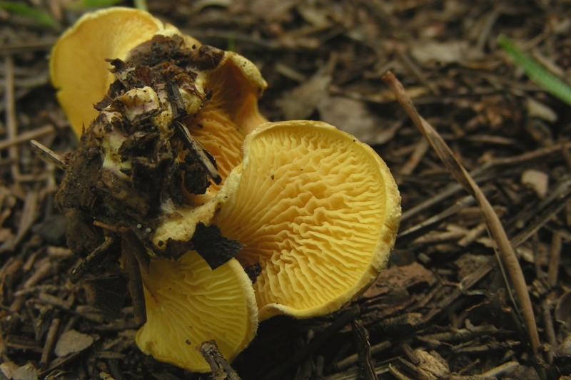 Escursione al parco dei cedri
